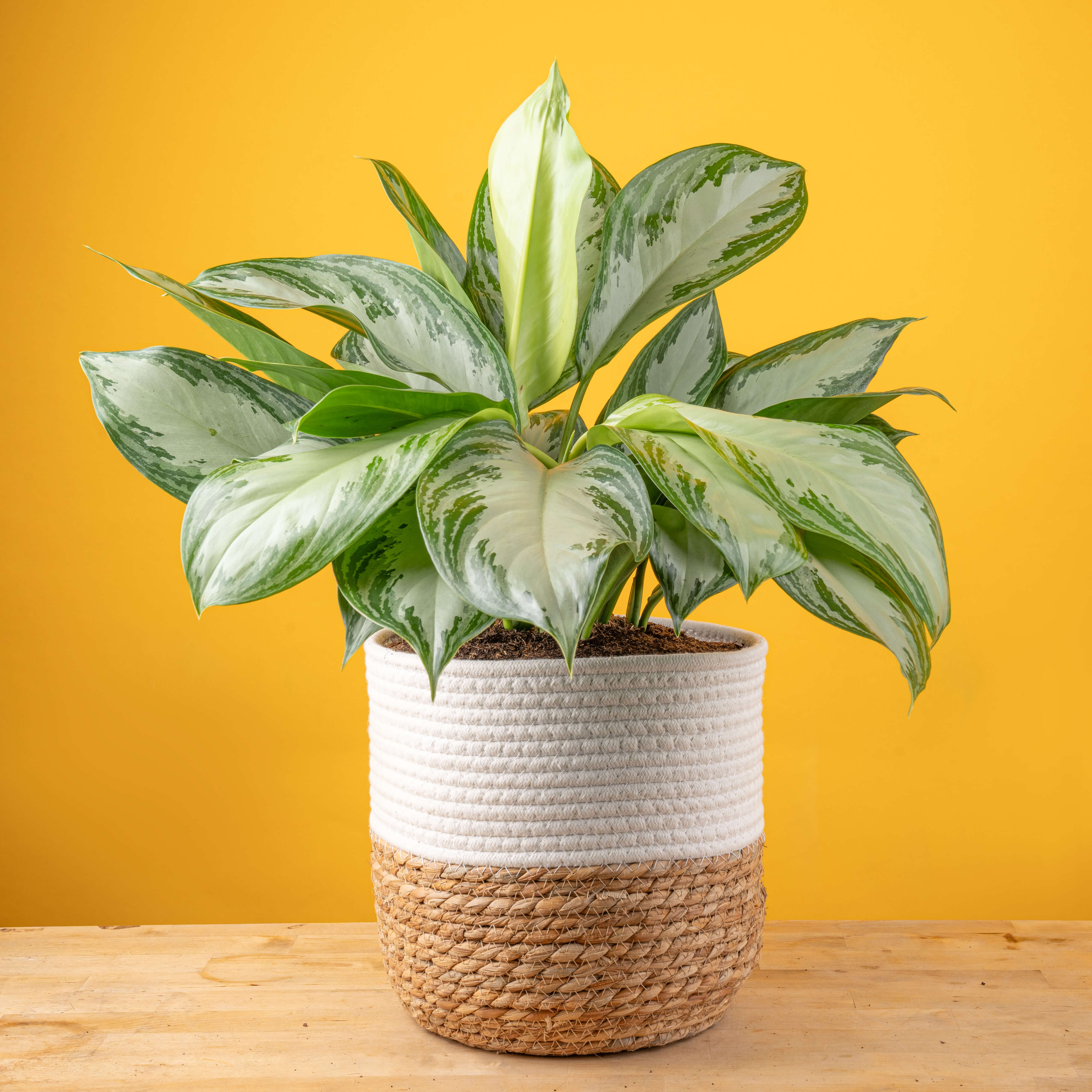 Aglaonema Silver Bay