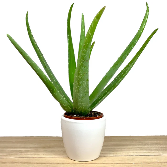 aloe.jpg