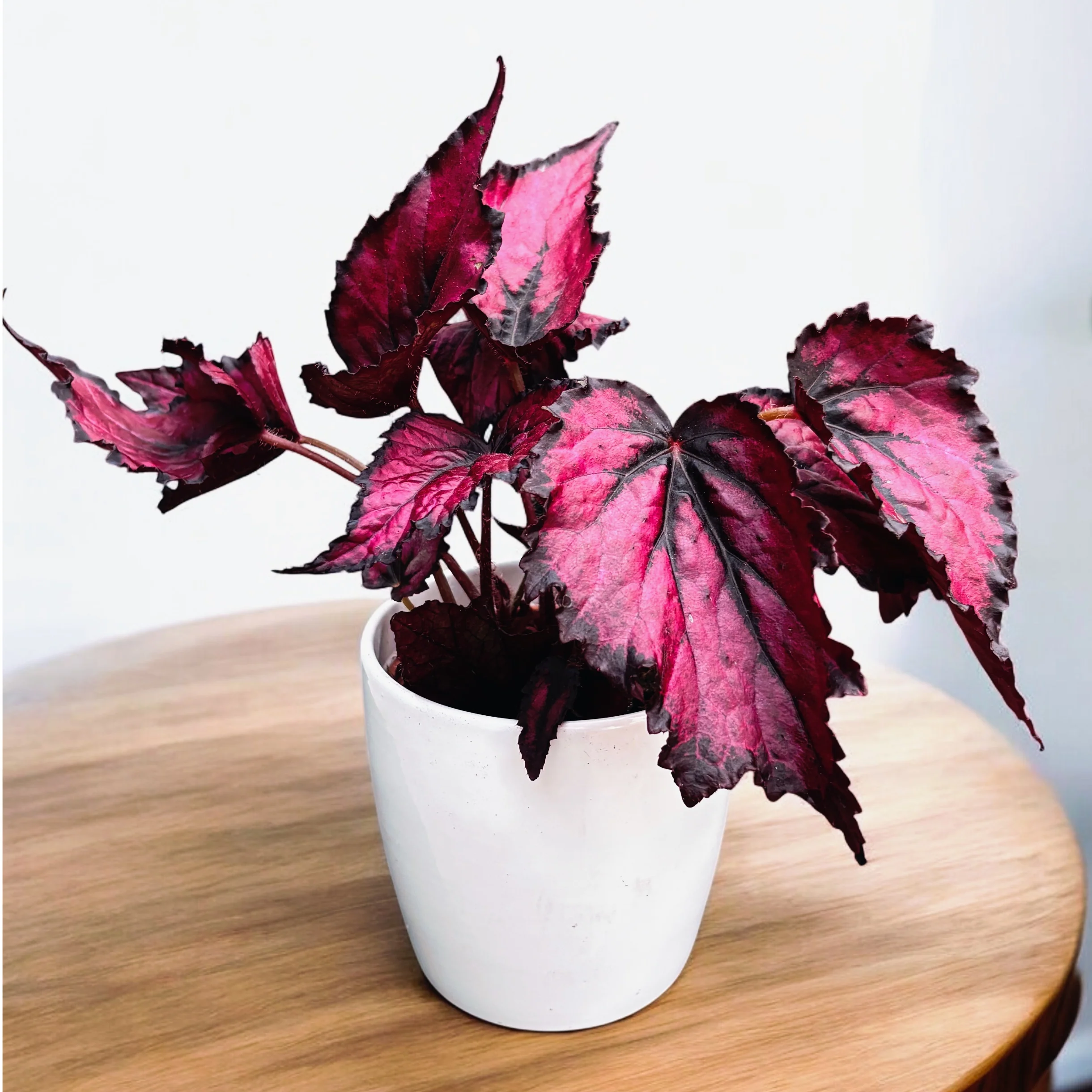Begonia Rex
