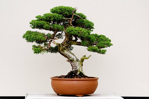 bonsai.jpg