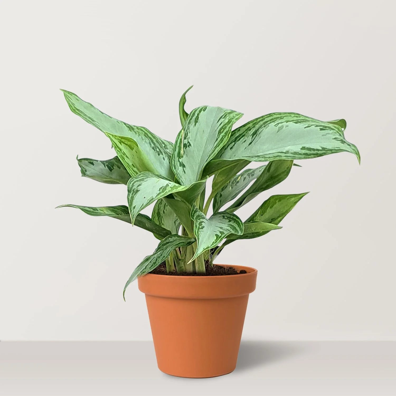 Chinese Evergreen