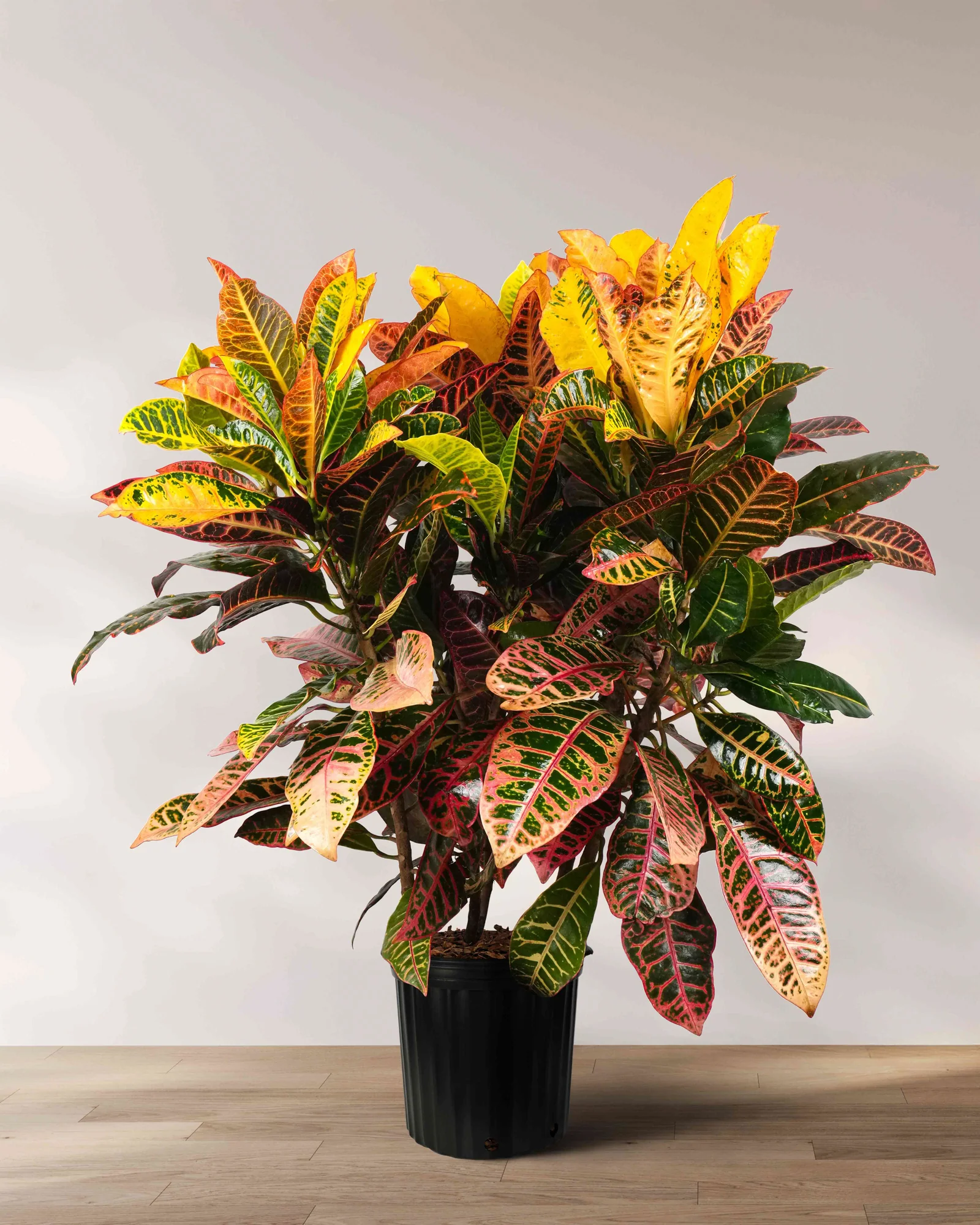 Croton Petra