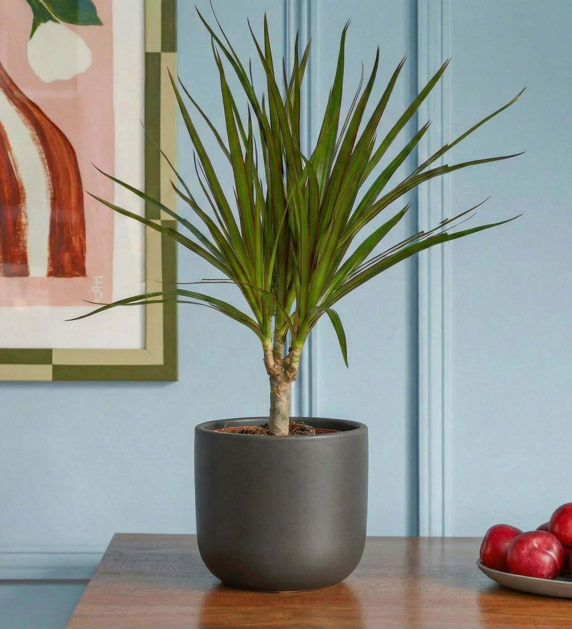 Dracaena Marginata