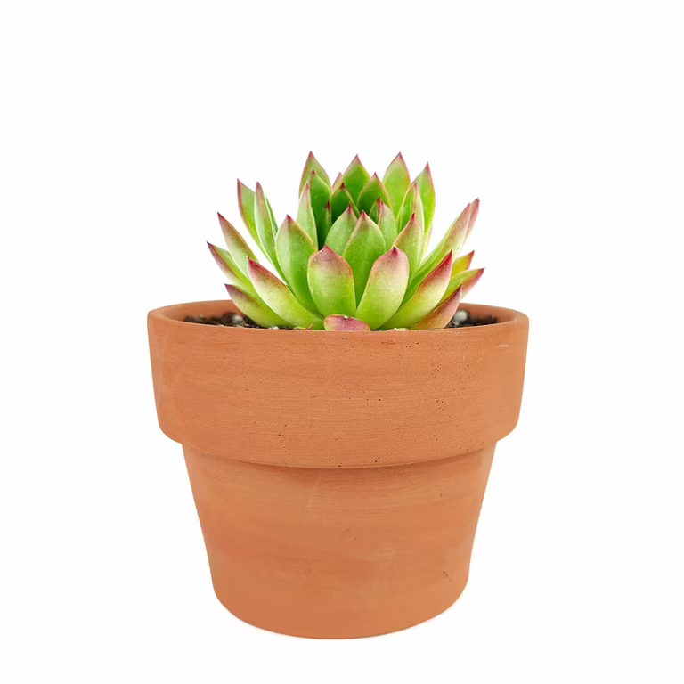 Echeveria Elegans