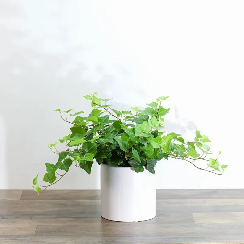 English Ivy