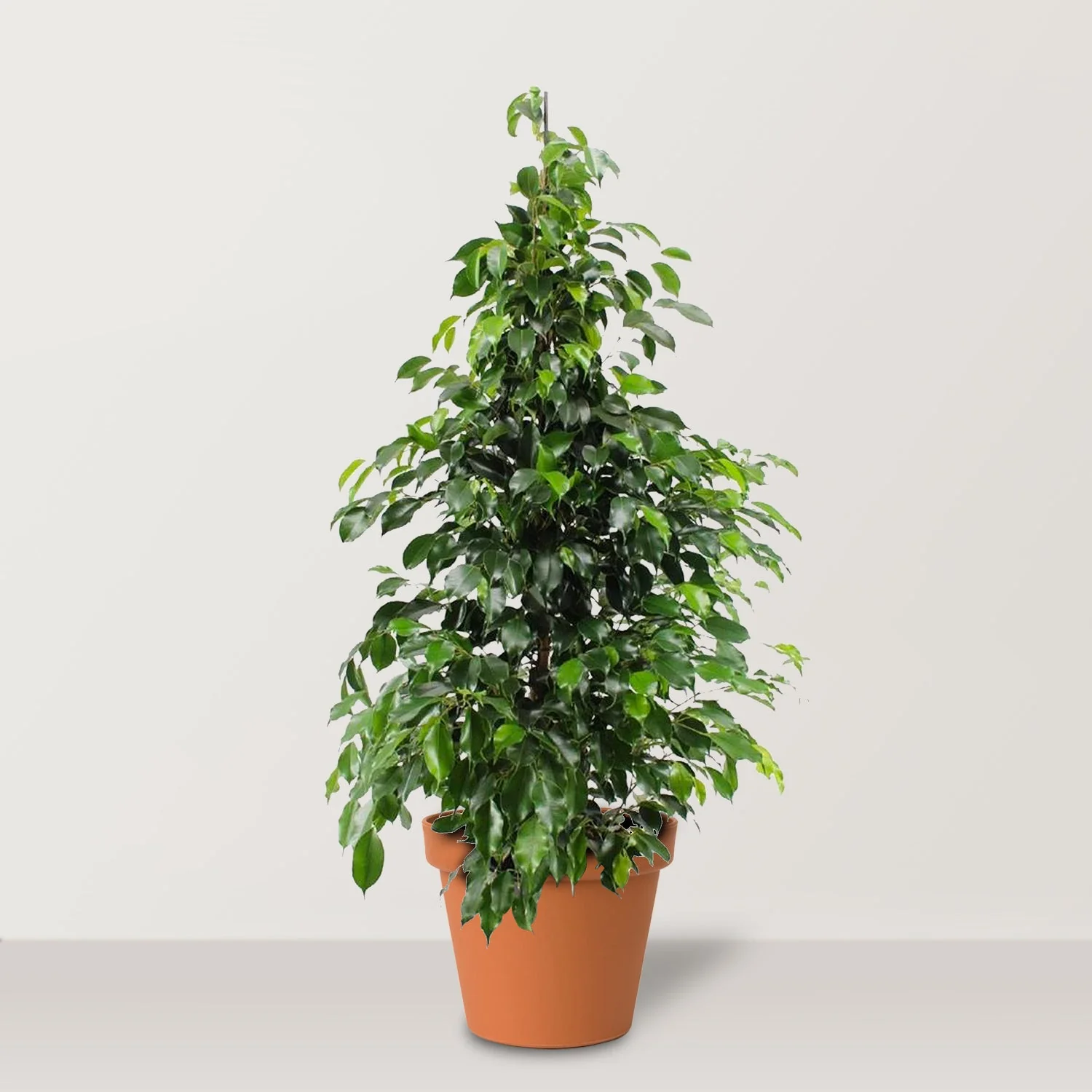 Ficus Benjamina