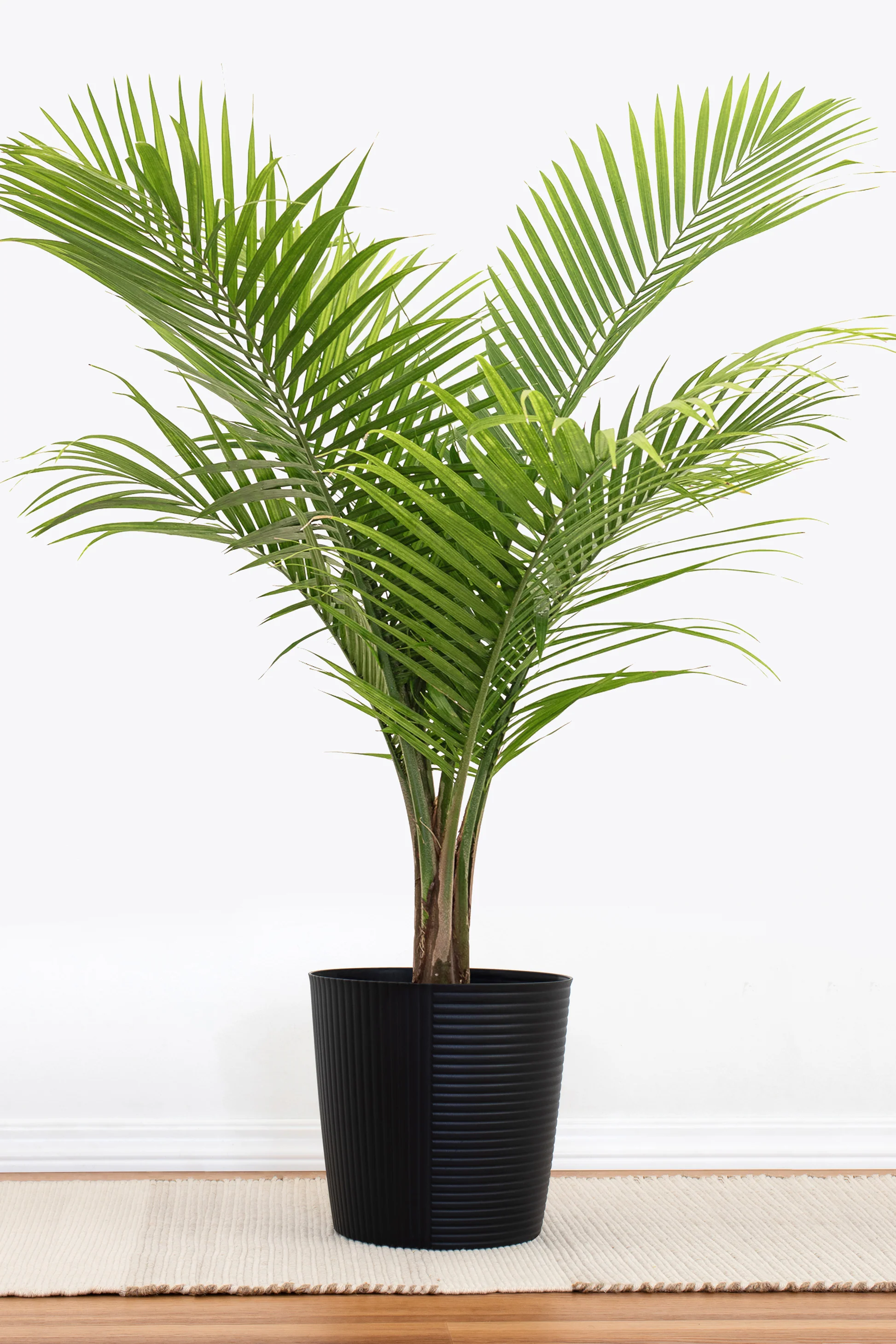 Majesty Palm