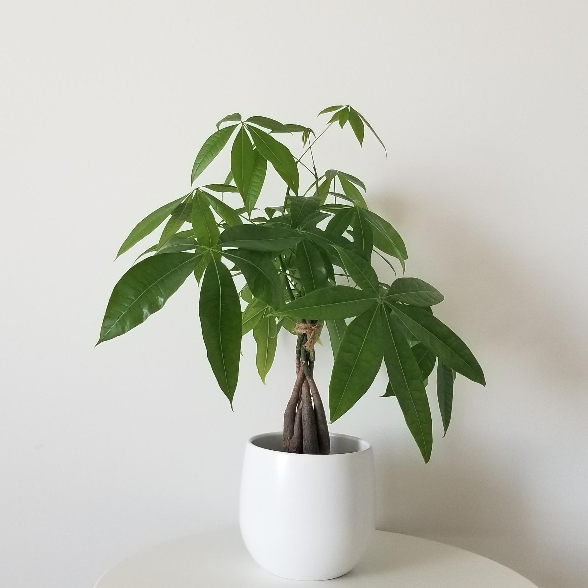 Money Tree
