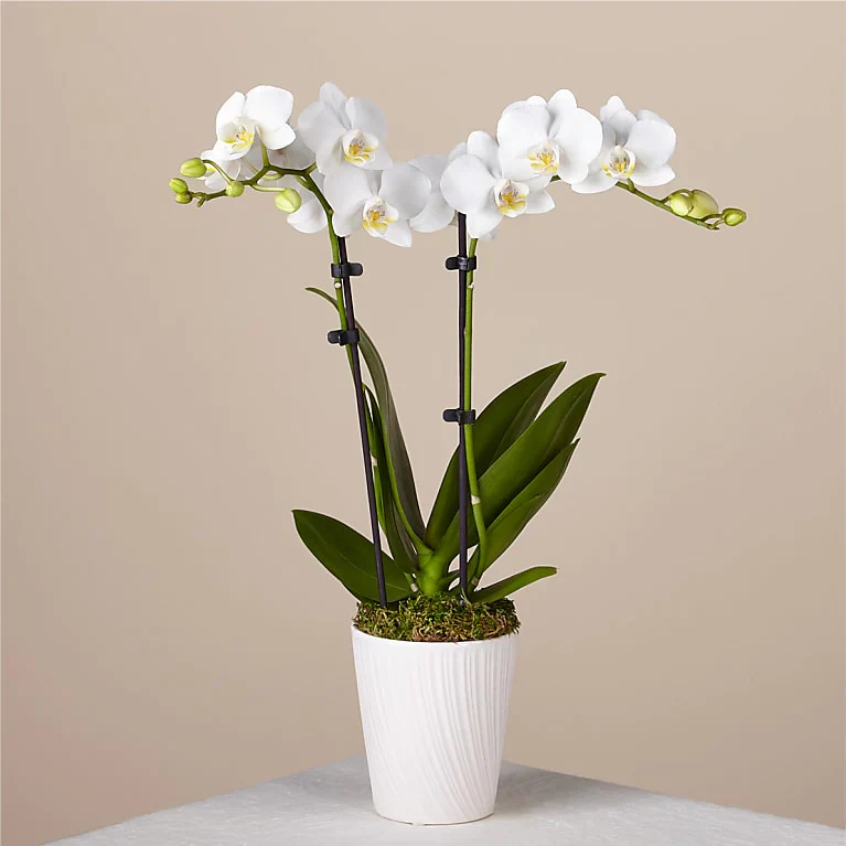 Orchid Phalaenopsis