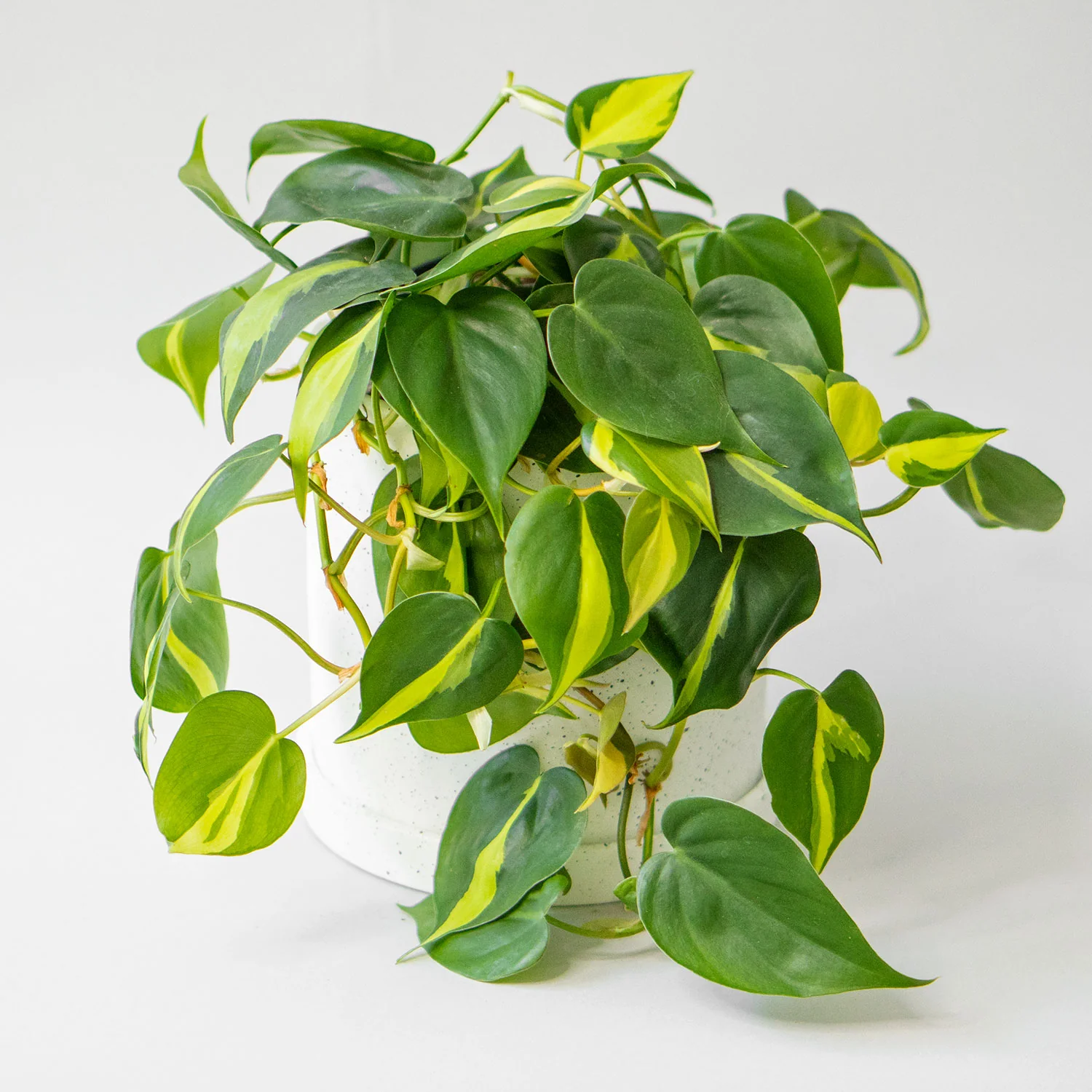 Philodendron Brasil