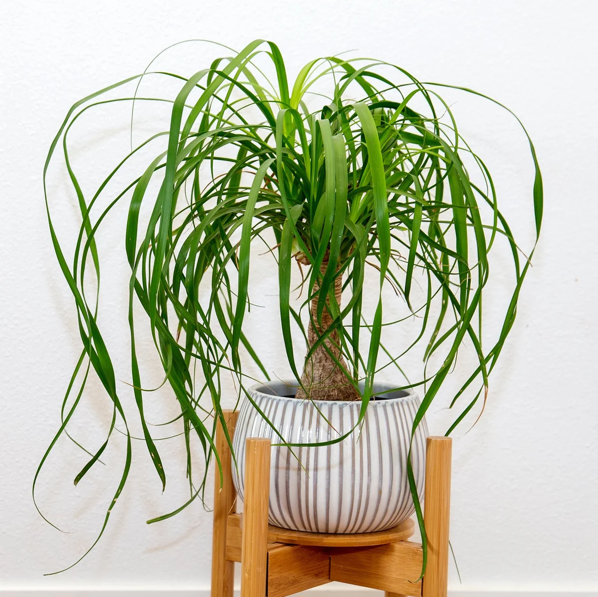 Ponytail Palm