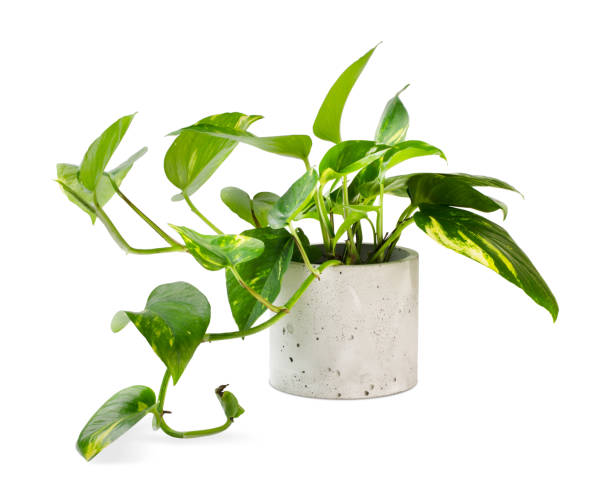 pothos.jpg