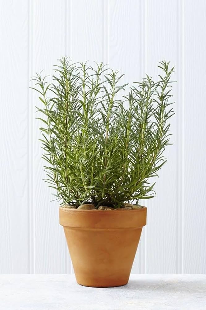 Rosemary Herb