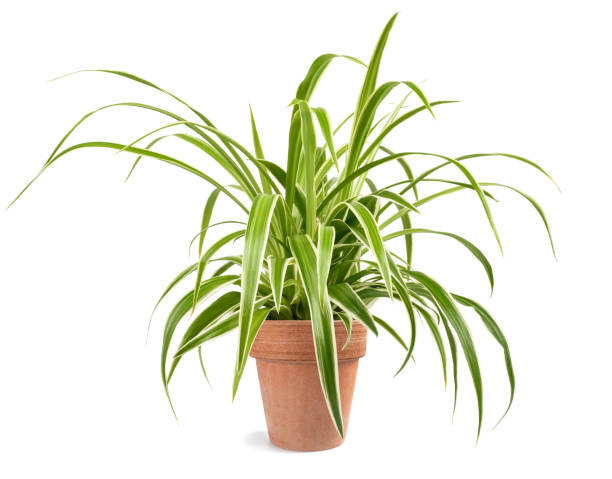 spider_plant.jpg