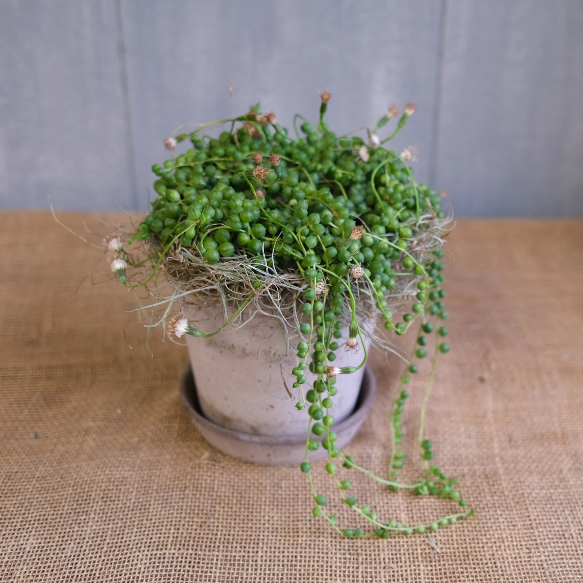 String of Pearls