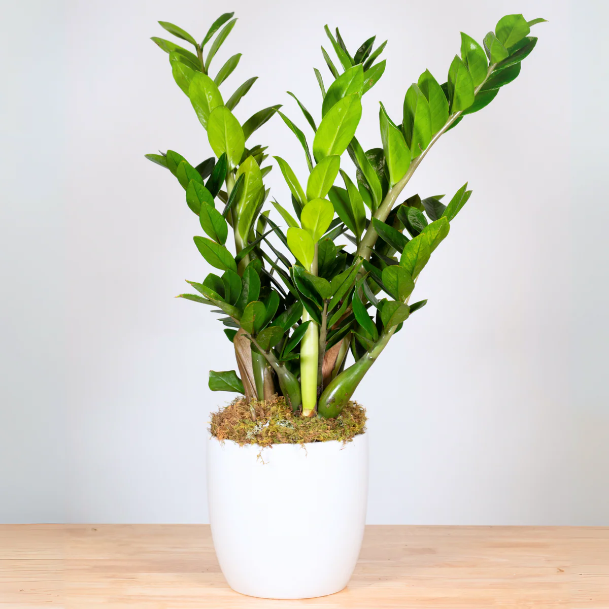 ZZ Plant